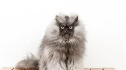 世界五大最粘人的猫和最不粘人的狗