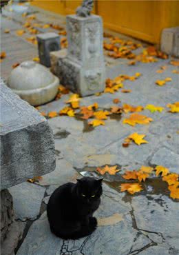 猫：这么神奇吗？我自己都不知道