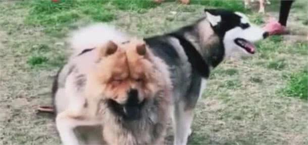哈士奇打架有点傻，趴在同伴身上不动，小伙伴们笑趴