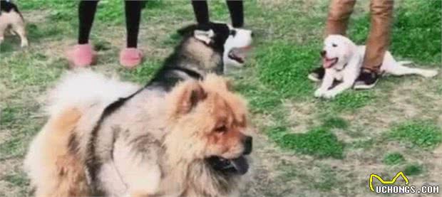 哈士奇打架有点傻，趴在同伴身上不动，小伙伴们笑趴