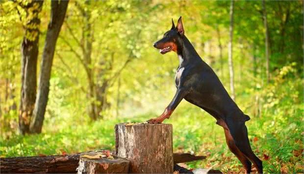 AKC第5组：工作犬组代表犬种：秋田犬、杜宾犬和纽芬兰犬