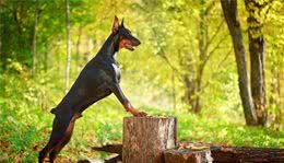 AKC第5组：工作犬组代表犬种：秋田犬、杜宾犬和纽芬兰犬