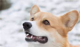 让狗亲近主人的方法有哪些？