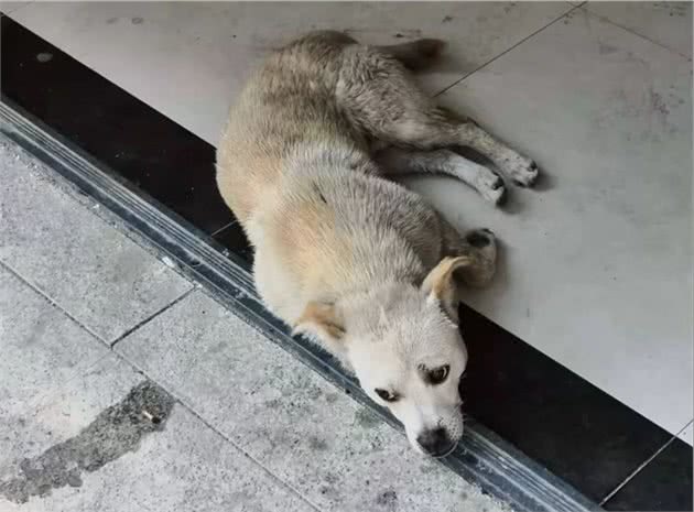 瞧这条狗，活得像人一样