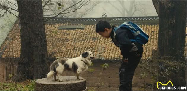 瞧这条狗，活得像人一样
