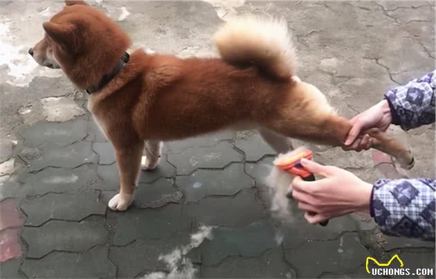 在这五大时期，柴犬“掉毛”非常厉害，经历过的人都懂