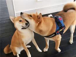 在这五大时期，柴犬“掉毛”非常厉害，经历过的人都懂