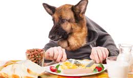 在改变狗狗挑食习惯上为啥铲屎官总是输？这些方法你尝试过了吗？