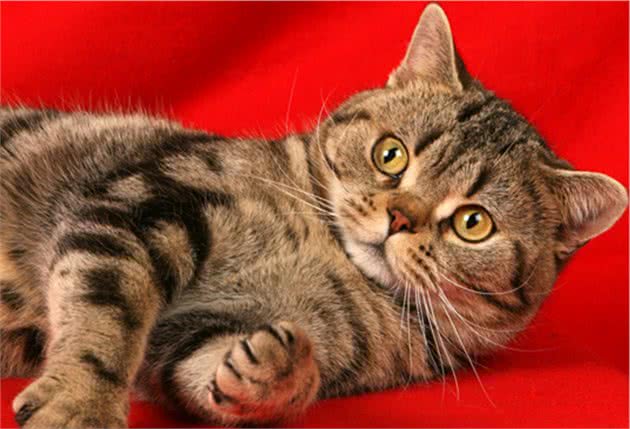 教你选猫系列，猫咪品种介绍及品相判断（2）—美国刚毛猫