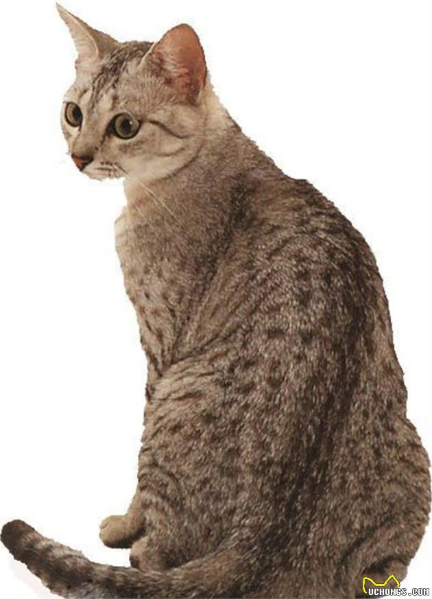 教你选猫系列，猫咪品种介绍及品相判断（2）—美国刚毛猫