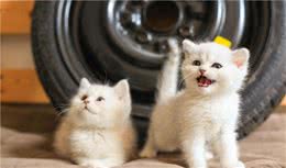 选猫科普：宠物猫的11个专业术语，了解这些可以避免入坑
