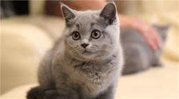 一只纯种英国短毛猫多少钱？教你几招，挑选一只纯种英短