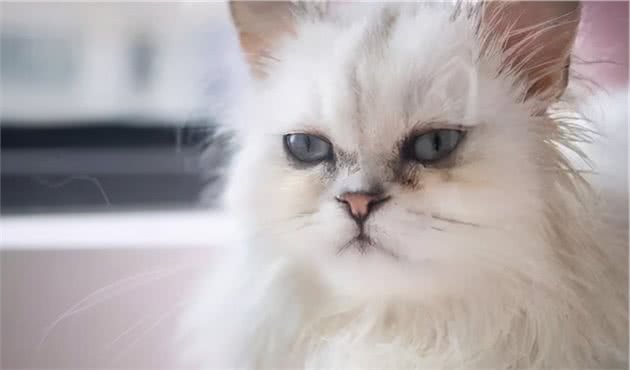 最容易有“泪痕”的猫，想养猫的记得避开