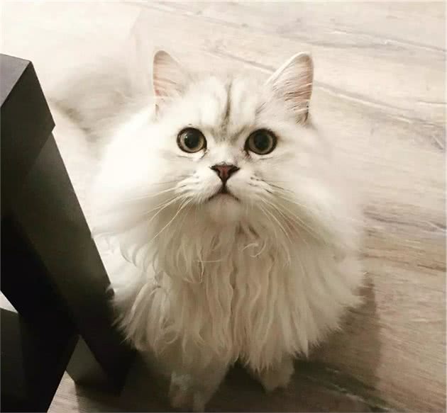 最容易有“泪痕”的猫，想养猫的记得避开