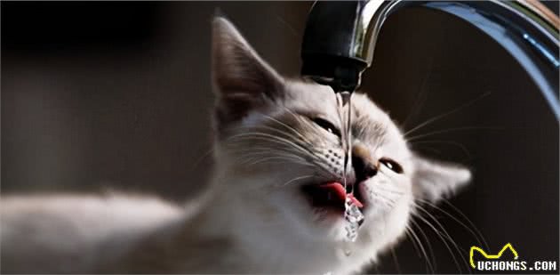 最容易有“泪痕”的猫，想养猫的记得避开