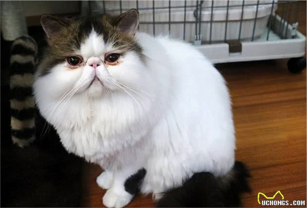 最容易有“泪痕”的猫，想养猫的记得避开