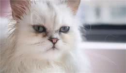 最容易有“泪痕”的猫，想养猫的记得避开