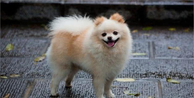 这样的“博美犬”不要买，它的命不长