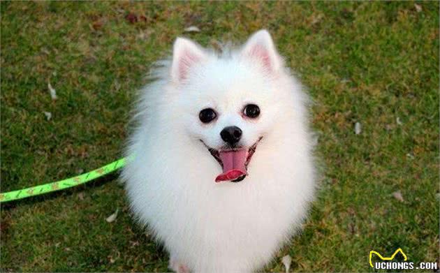 这样的“博美犬”不要买，它的命不长