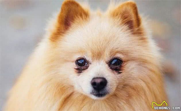 这样的“博美犬”不要买，它的命不长