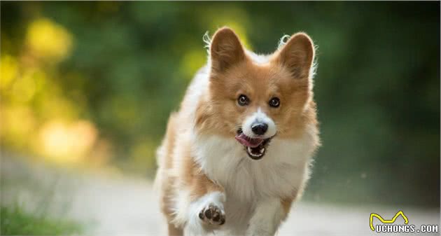 为什么英国女王“偏爱”柯基犬？原来真相是这样，我也拒绝不了！