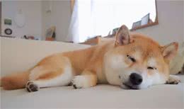 狗狗不能吃盐，是“谣言”吗？