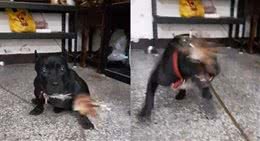 逗猫棒可不仅仅只是用来逗猫，恶霸犬爱玩逗猫棒，开心得尾巴狂摇