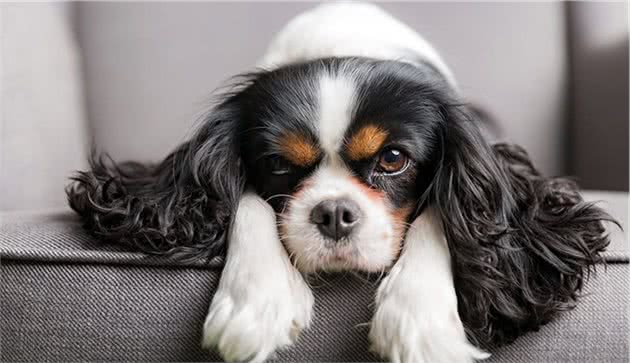 世界上名贵犬种清单（一）