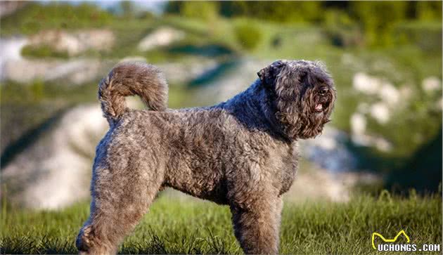 世界上名贵犬种清单（一）
