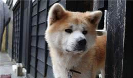 秋田犬真的是“忠犬”吗？不，说起来它远不如中华田园犬