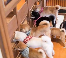豆柴犬的繁殖