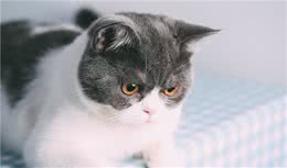 英国短毛猫，让人又爱又恨