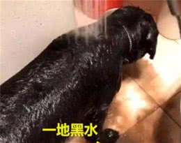 养黑狗好还是白狗好，这4个对比，一目了然