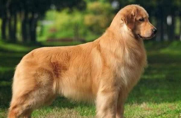 怎么挑选一只纯种的金毛犬？