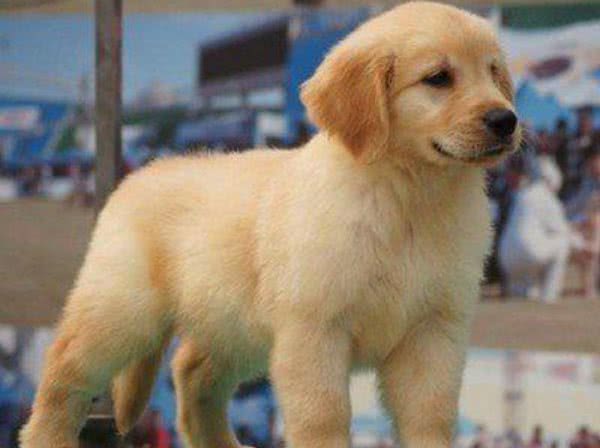 怎么挑选一只纯种的金毛犬？