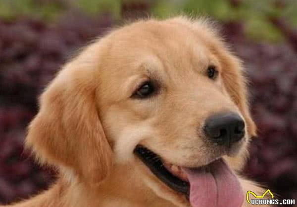 怎么挑选一只纯种的金毛犬？