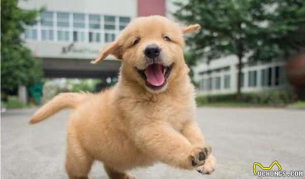 怎么挑选一只纯种的金毛犬？