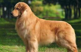 怎么挑选一只纯种的金毛犬？