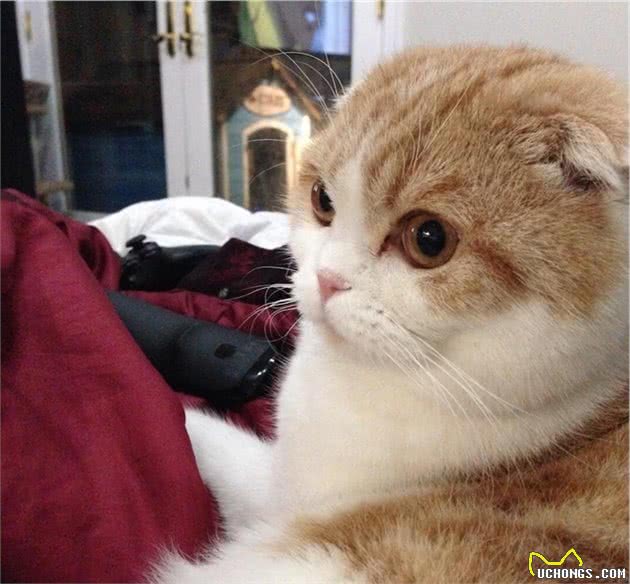 苏格兰折耳猫全是长着圆圆小脑虎可爱的大眼睛吗