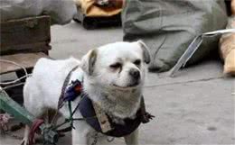 狗狗来“报恩”的行为，哪怕只占一个，也值得高兴