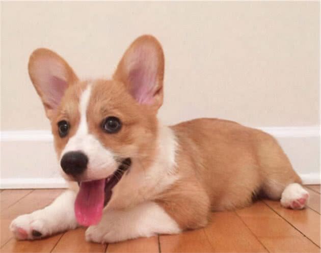 中型犬吃什么牌子的狗粮？