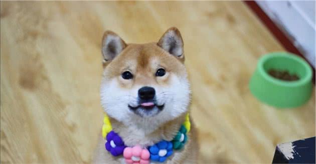 中型犬吃什么牌子的狗粮？