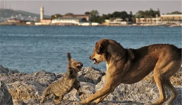 科学论证猫科和犬科谁厉害？