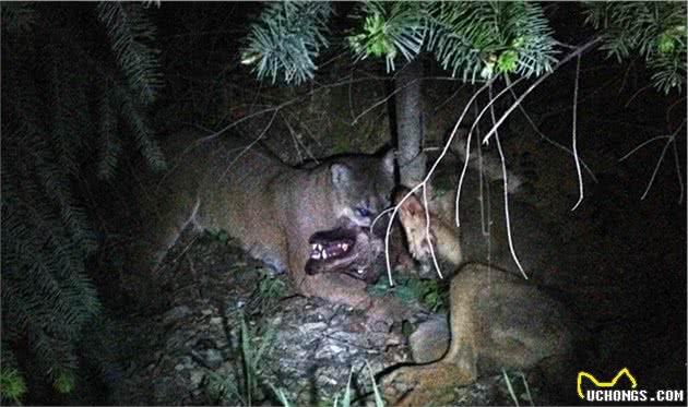 科学论证猫科和犬科谁厉害？