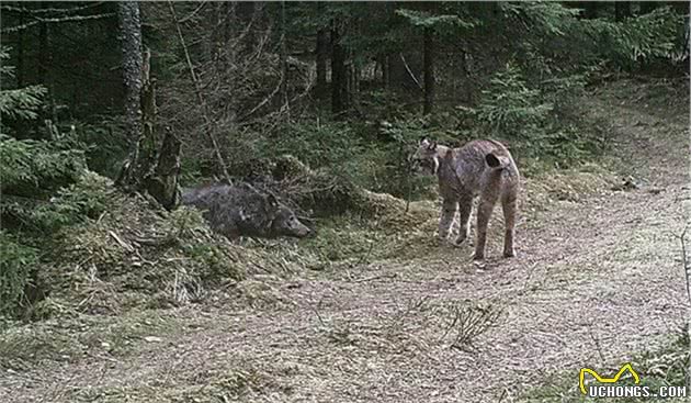 科学论证猫科和犬科谁厉害？
