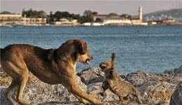 科学论证猫科和犬科谁厉害？