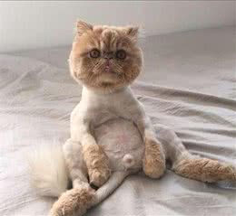 如何给猫咪选择肉类零食