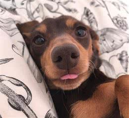 这10个狗狗都露出了小舌头，你喜欢哪个？