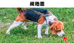 科学解析：狗狗正在告诉你它不舒服的8个迹象