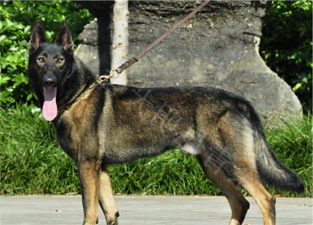 同为昆明犬，为何外貌相差竟如此之大？难道有变异种？